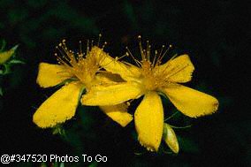 St. Johns wort