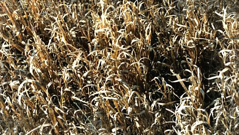 Grass Close Up
