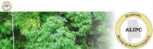 alabamainvasiveplantcouncil.jpg
