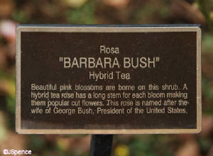barbarabushrosahybridtearoseplaque.jpg