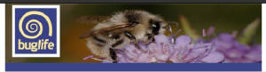 buglife.jpg