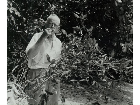 davidfairchild-antidesmatreeinindonesia1940.jpg
