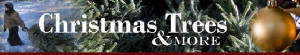 evergreenxmastreesillinois.jpg