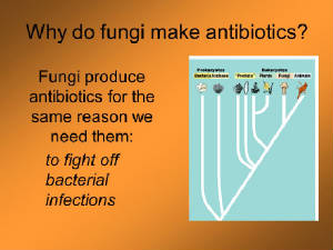 fungus-whymakeantibiotics.jpg