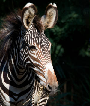 grevyszebra.jpg