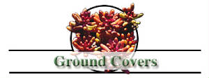 groundcoverslogonorthcarolinastateu.jpg
