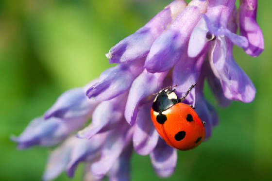 ladybug-ladybirdcoccinellidae.jpg