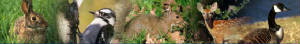 livingwithwildlifeuofillinoisextensionbanner.jpg