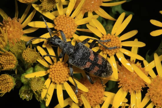 longhornbeetleragwort.jpg