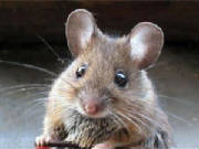 mouseinglory.jpg