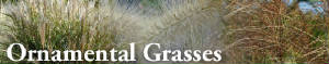 ornamentalgrassesil.jpg