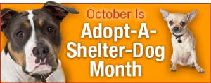 petfinderoctoberadoptdogmonth.jpg