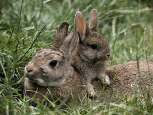 rabbitwithmother.jpg