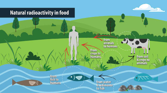 radiation-naturalradioactivityinfood.jpg