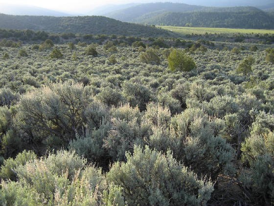 sagebrushnearsanluiscolorado.jpg