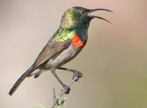 southerndouble-collaredsouthernafricasunbird.jpg