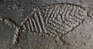 susquehanna-fishpetroglyph.jpg