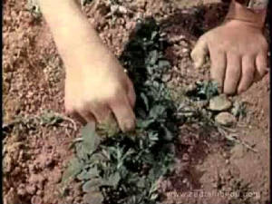 victorygardenweeding1942filmpictureframe.jpg