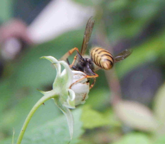 wasppollinatingraspberryflower.jpg