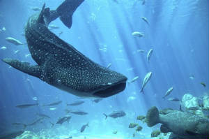 wildwhaleshark.jpg