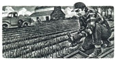 asparagusharvestfarmerbwillustration.jpg