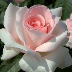 barbarabush-rosahybridtearose2.jpg