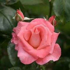 barbarabushrosahybridtearose.jpg
