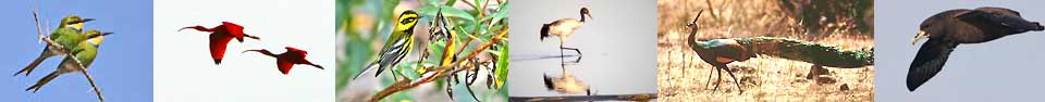 birdsbanner.jpg