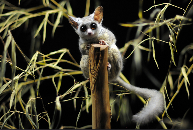 bushbabygalago.jpg