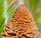 cycadorangefruitcloseup.jpg