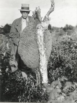 davidfairchildtermitenestgunpointeleutheraislandbahamasjanuary11th1932.jpg
