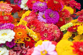 fallflowerscloseup.jpg