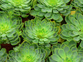 fernspotted.jpg