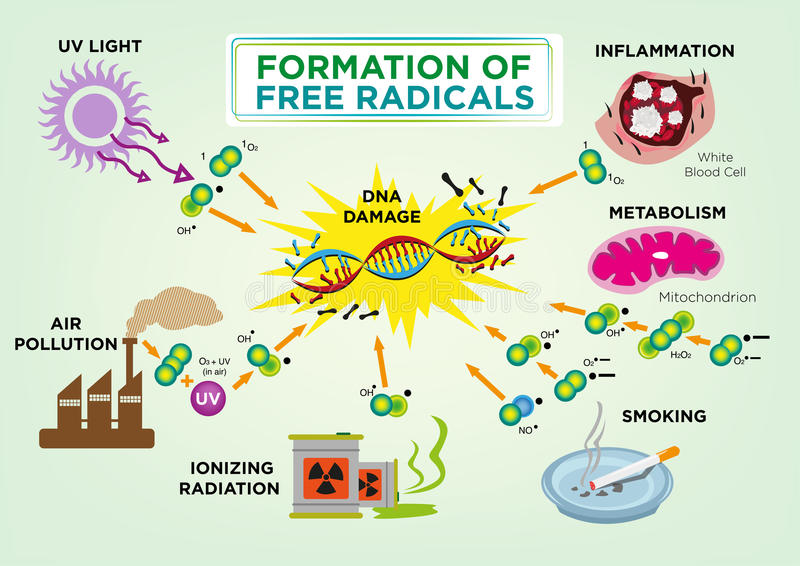 formationoffreeradicals.jpg
