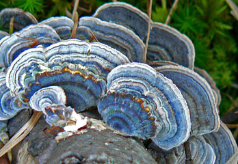 fungus-lenzitesbetulina.jpg