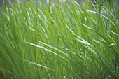 grassswaying.jpg