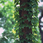 ivytreesunlightview.jpg