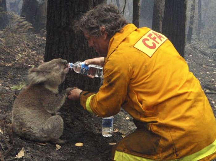 koalabeardrinkswatermirbooaustraliablacksaturdaybrushfires.jpg