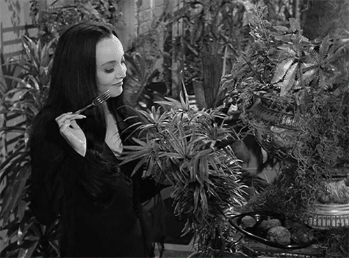 morticiaaddamsfeedingpetplant.gif