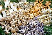 mushroomsvarious.jpg