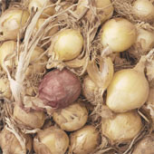 onions.jpg