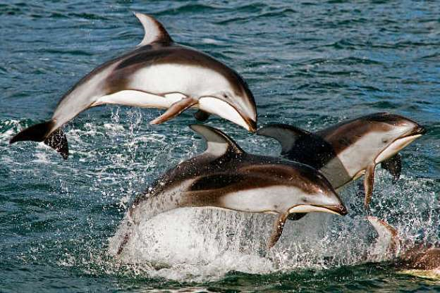 pacificwhite-sideddolphins.jpg