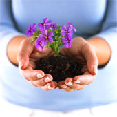 planthealthseedling.jpg