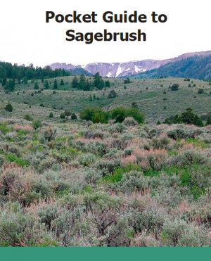 pocketguidetosagebrush.jpg