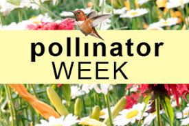 pollinatorweek.jpg