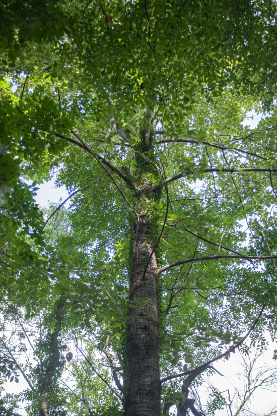 populusheterophyllaswampcottonwood.jpg