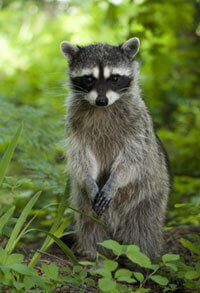 raccoonpeta.jpg
