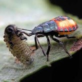 roundbeneficialinsects.jpg