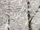 snowtrees.jpg