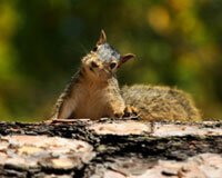 squirrelp.jpg